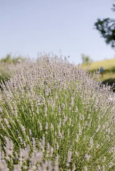 Visite du Mas
