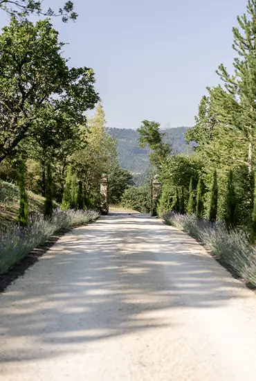 Allée bordée de cyprès et de lavande menant au mas